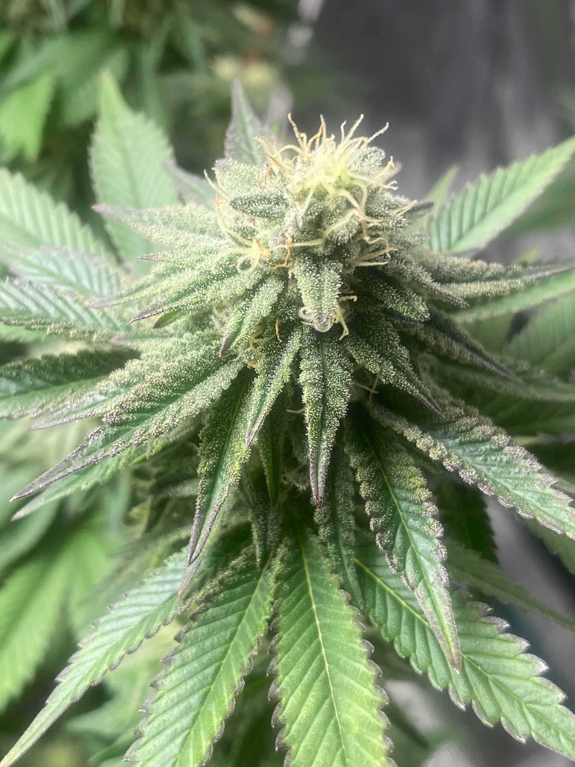 Cartel Cannabis and BackWoodz Hemp Flower