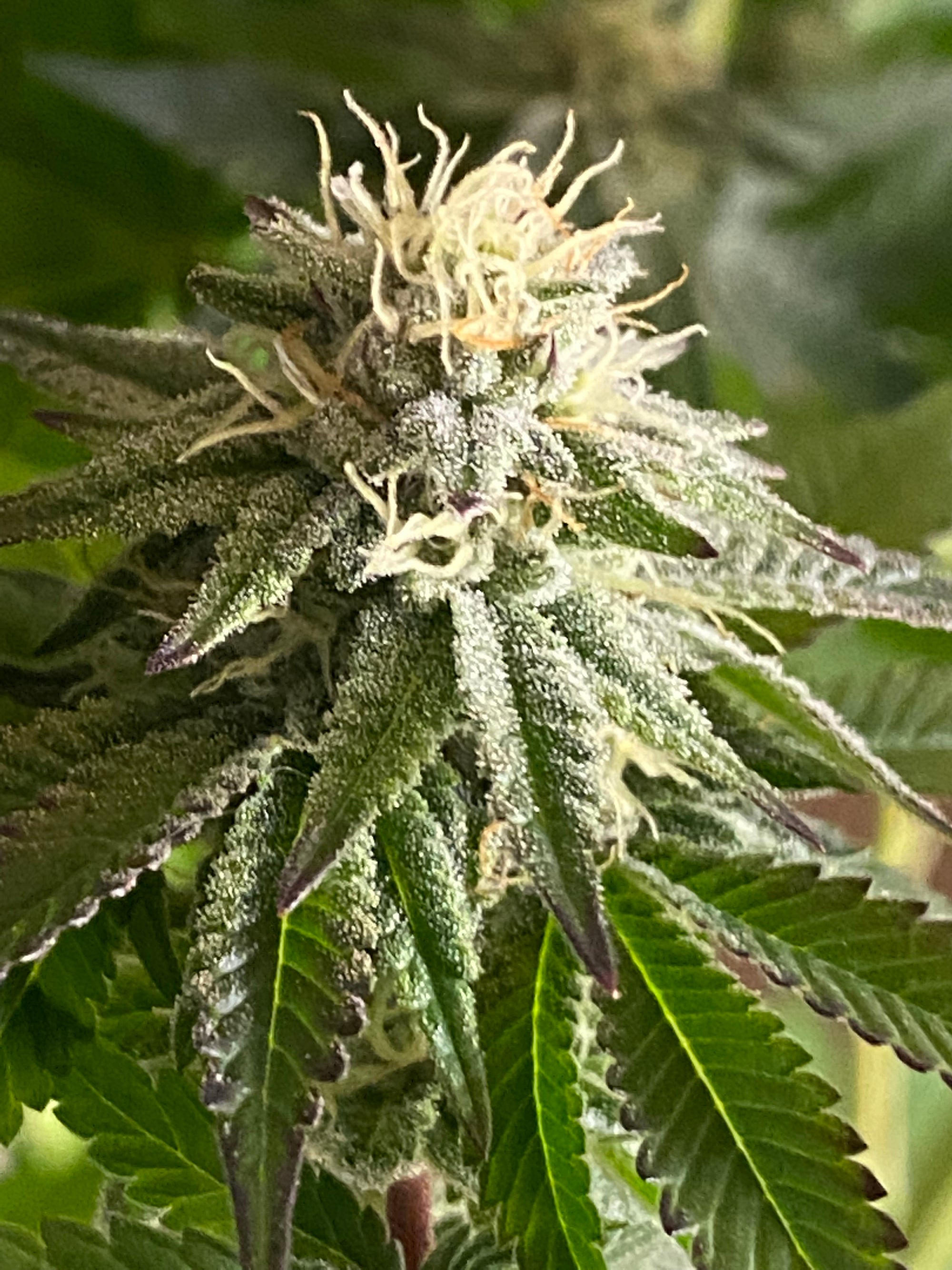 Early Flowering Cannabis Buds