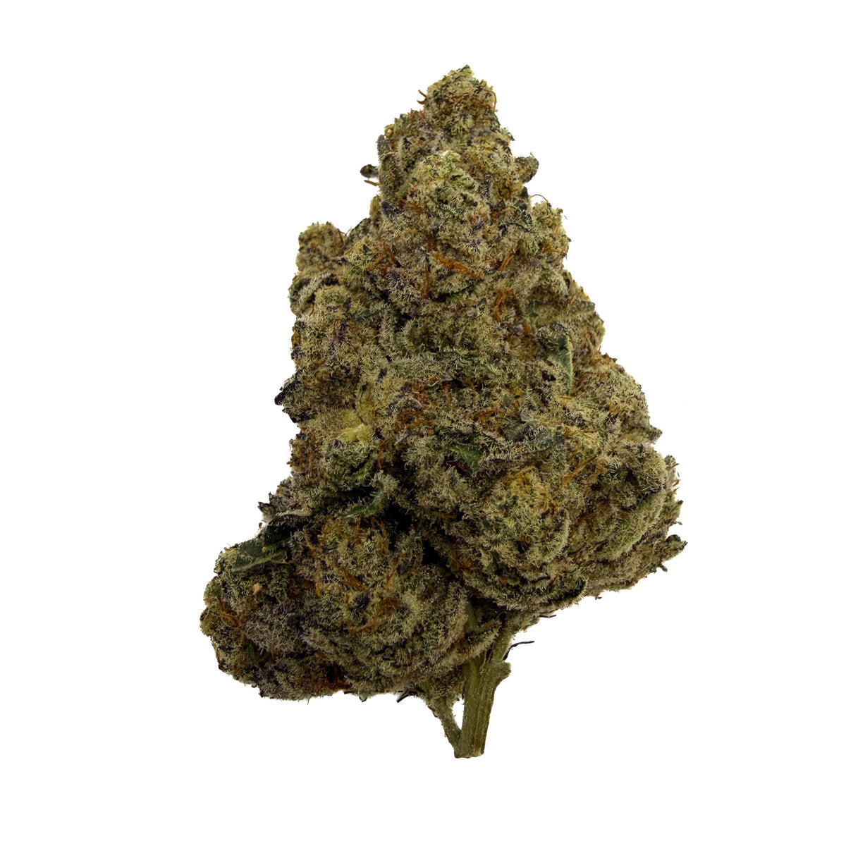 A single dried Trap Star bud with dense trichome coverage, showing shades of olive green, tan, and orange, isolated on a solid white background.