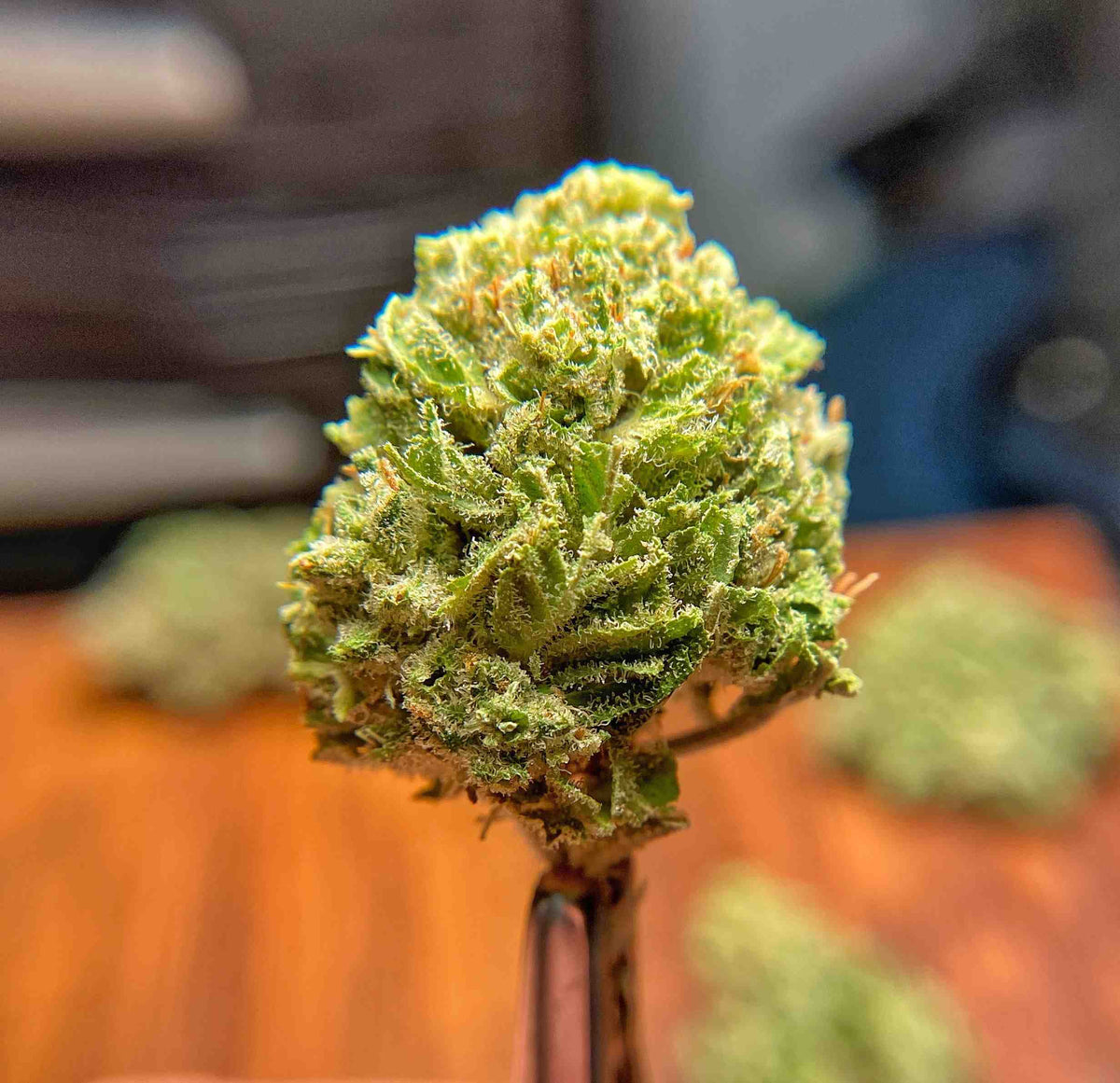 Box of Riches CBG -CBD Hydroponic - BackWoodz CBD