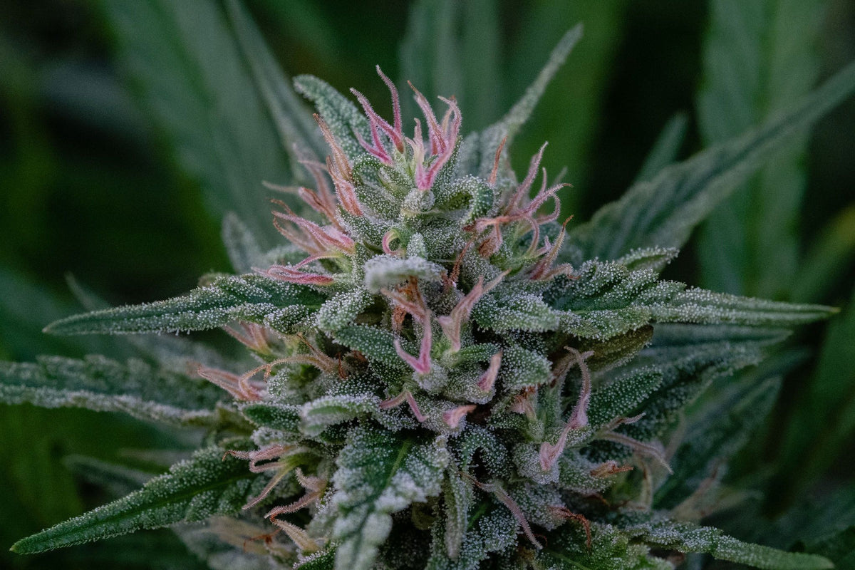 StarFruit Preharvest - BackWoodz CBD (4486126665810)